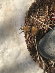 Dasymutilla coccineohirta