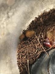 Dasymutilla coccineohirta