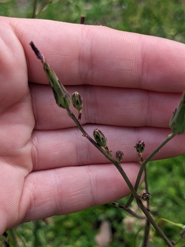 Image of Lactuca graminifolia by no rights reserved