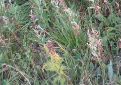 Pedicularis sibthorpii