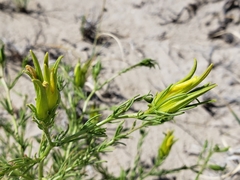 Cordylanthus wrightii