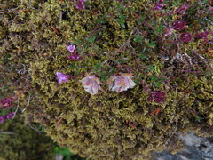 Aceria thomasi