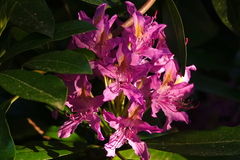 Rhododendron × hybridum