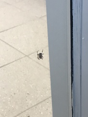 Araneidae