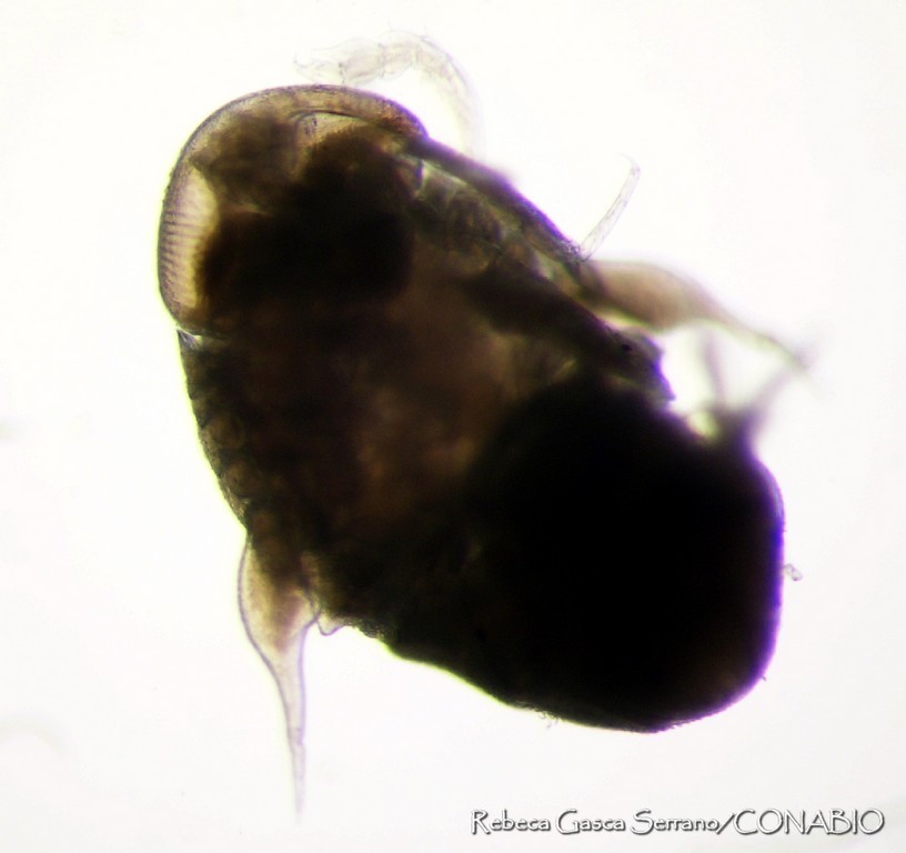 Amphithyrus