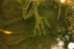 Ephydatia fluviatilis