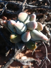 Crassula grisea