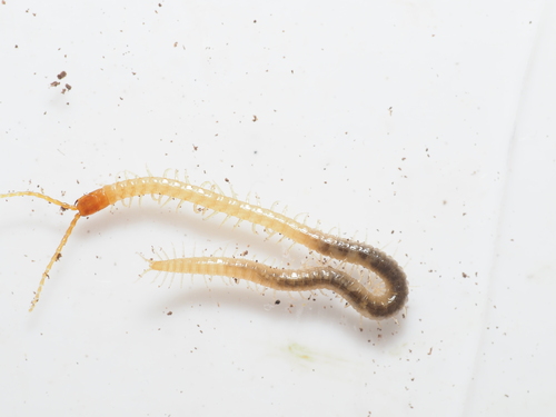 Boreal Yellow-headed Soil Centipede, Gwynedd, UK, photo 8 of 10
