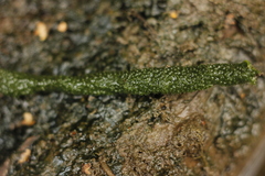 Ephydatia fluviatilis