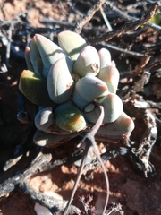 Crassula grisea
