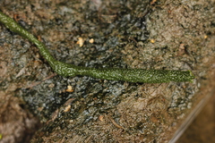 Ephydatia fluviatilis