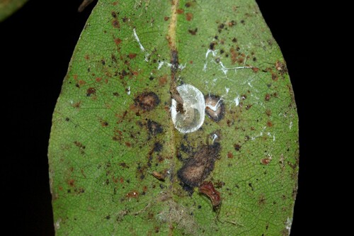 Neodryinus observed 2025-04-04