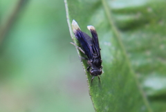 Parachartergus apicalis