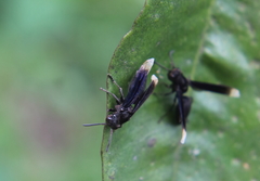 Parachartergus apicalis