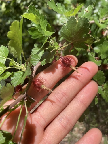 iNaturalist observation photo of currants and gooseberries
