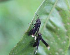 Parachartergus apicalis