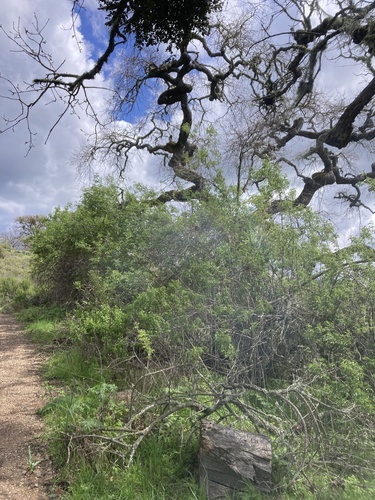 iNaturalist observation photo of blue elder