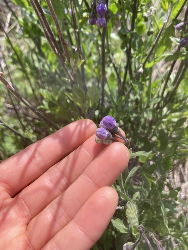 iNaturalist observation photo of bluewitch nightshade