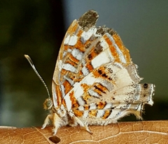 Sarota chrysus