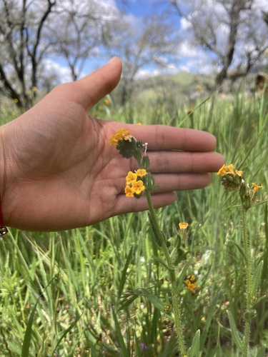 iNaturalist observation photo of Fiddlenecks