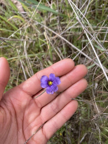 iNaturalist observation photo of western blue-eyed grass