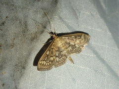 Herpetogramma thestealis