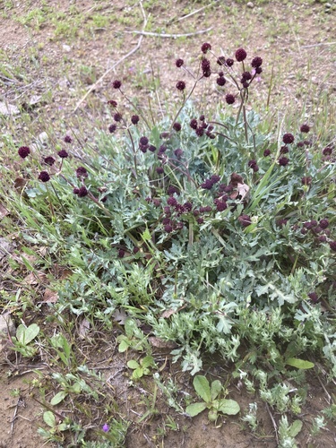 iNaturalist observation photo of Purple Sanicle