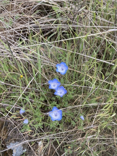 iNaturalist observation photo of Menzies' baby blue eyes