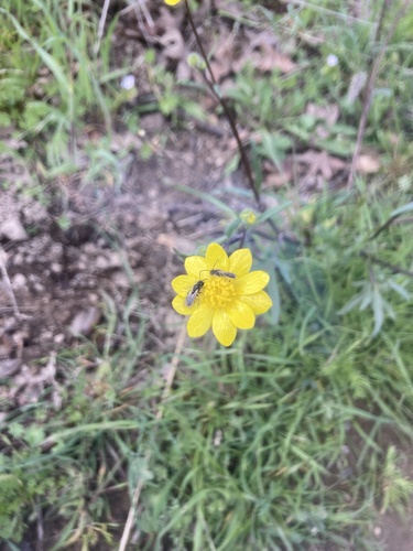 iNaturalist observation photo of California buttercup