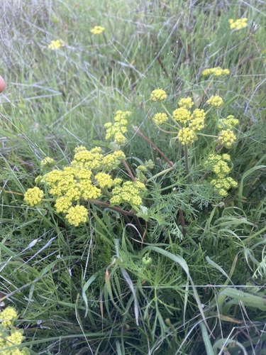 iNaturalist observation photo of Biscuitroots