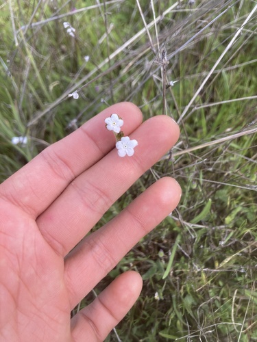 iNaturalist observation photo of Popcornflowers