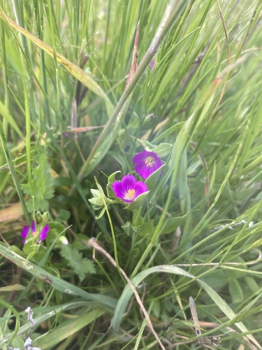 iNaturalist observation photo of redmaids