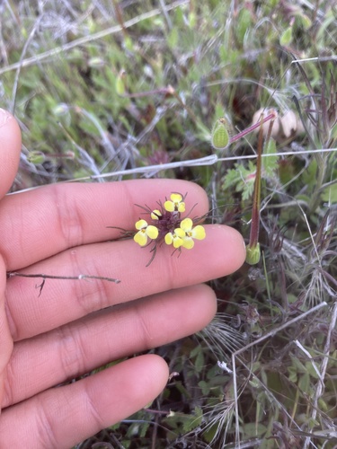 iNaturalist observation photo of butter-and-eggs