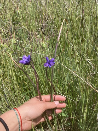 iNaturalist observation photo of blue dicks