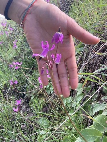 iNaturalist observation photo of Henderson's shooting star
