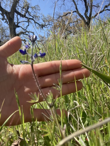 iNaturalist observation photo of Miniature Lupine