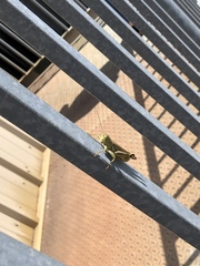 Melanoplus differentialis