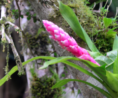 Guzmania remyi, photograph (c) Edoardo Nardelli, some rights reserved (CC BY)