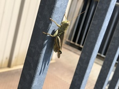 Melanoplus differentialis