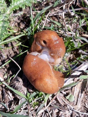Drusia deshayesii
