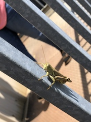 Melanoplus differentialis