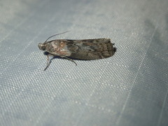 Sciota subcaesiella