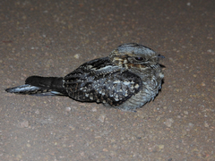 Caprimulgus ruficollis