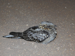 Caprimulgus ruficollis