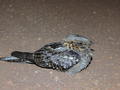 Caprimulgus ruficollis