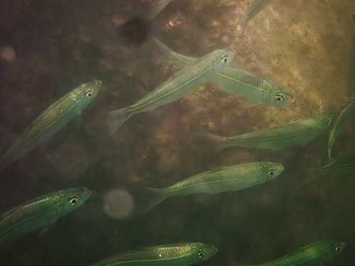 Herklotsichthys quadrimaculatus, 2025-03-30
