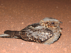 Caprimulgus ruficollis