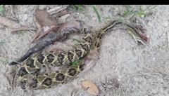 Crotalus simus