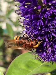 Volucella zonaria