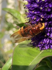 Volucella zonaria